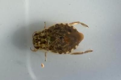 Naucoris maculatus