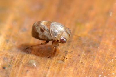 Pleidae