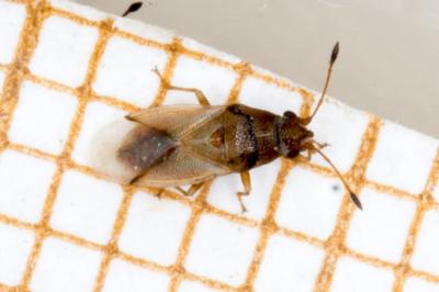 Cymus claviculus