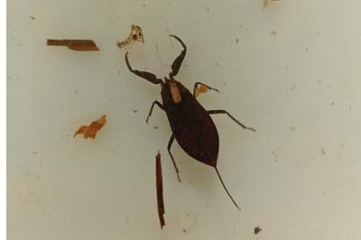 Nepa cinerea