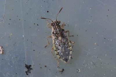 Brachycarenus tigrinus