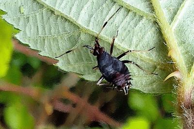 Deraeocoris ruber