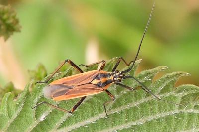 Leptopterna dolabrata