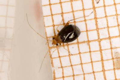 Halticus luteicollis