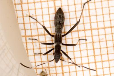 Micrelytra fossularum