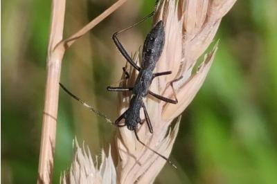 Micrelytra fossularum