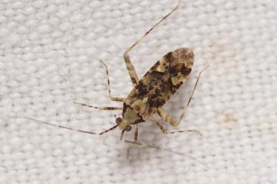 Phytocoris tiliae