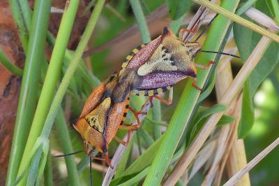 Carpocoris mediterraneus