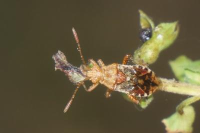 Rhopalus subrufus