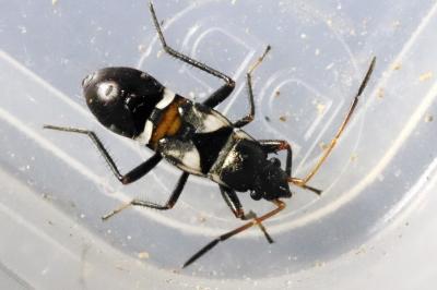 Raglius confusus