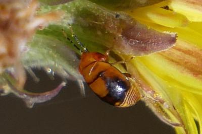 Geocoris erythrocephalus