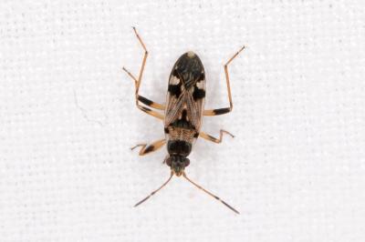 Beosus maritimus