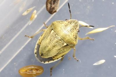 Neottiglossa leporina