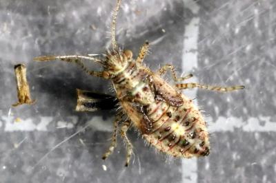 Brachycarenus tigrinus