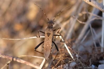 Alydus calcaratus