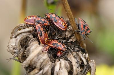 Spilostethus pandurus