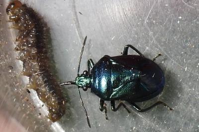 Zicrona caerulea