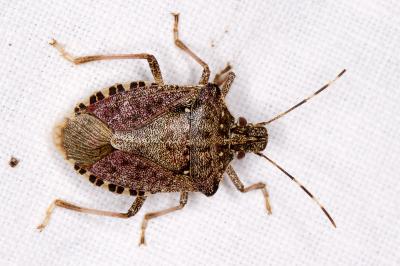Halyomorpha halys