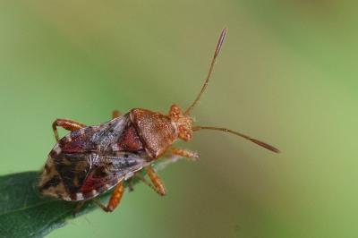 Rhopalus subrufus
