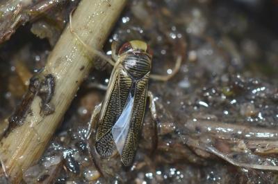Sigara striata