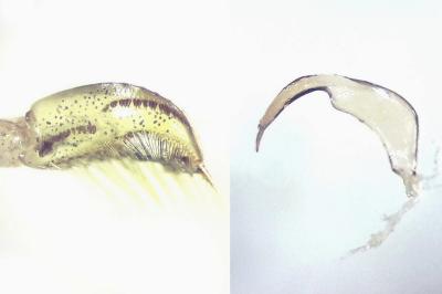 Sigara striata