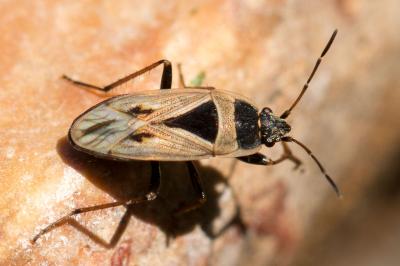 Xanthochilus quadratus