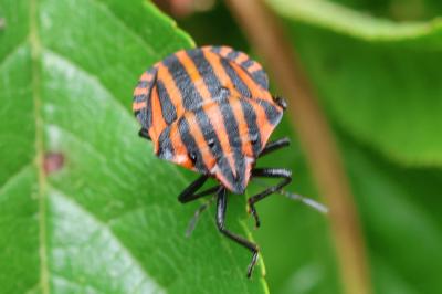 Graphosoma italicum