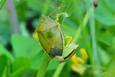 Piezodorus lituratus