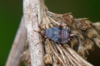 Deraeocoris ruber