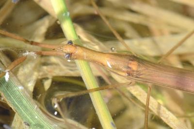 Ranatra linearis