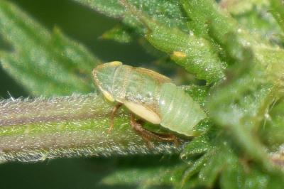 <i>Aphrodes</i>