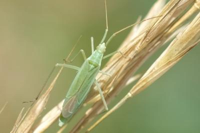 <i>Megaloceroea recticornis</i>