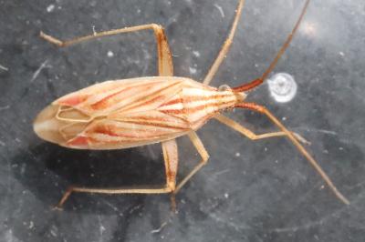 Miridius quadrivirgatus