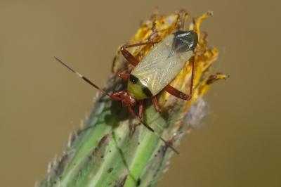 Adelphocoris vandalicus