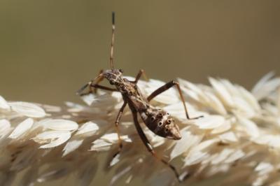 Camptopus lateralis