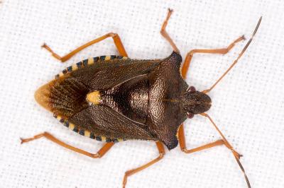 Pentatoma rufipes