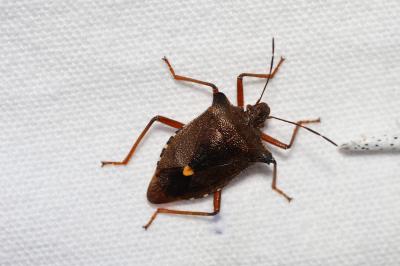 Pentatoma rufipes