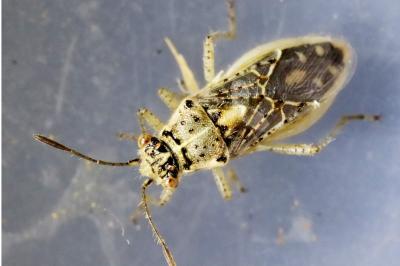Brachycarenus tigrinus