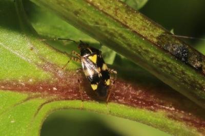 Liocoris tripustulatus