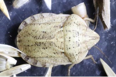 Eurygaster austriaca