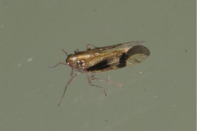 Euides speciosa