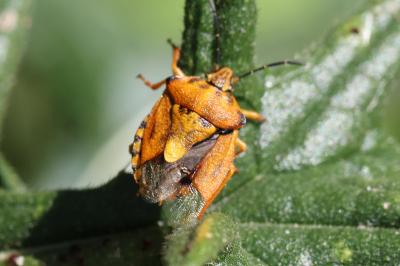 Carpocoris purpureipennis