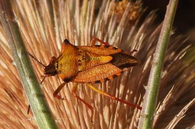 Carpocoris mediterraneus