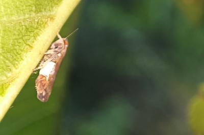 Fieberiella florii