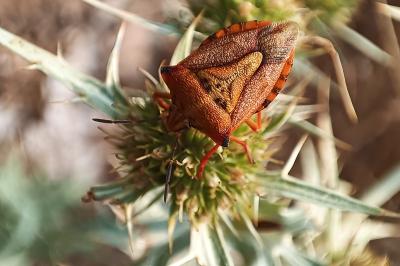 <i>Carpocoris mediterraneus</i>