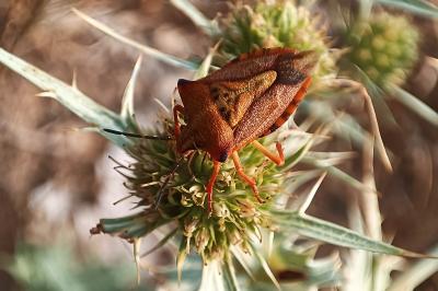 <i>Carpocoris mediterraneus</i>