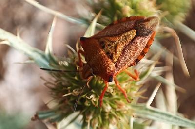 <i>Carpocoris mediterraneus</i>