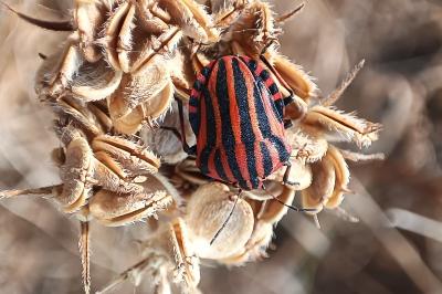 <i>Graphosoma italicum</i>