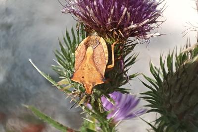 <i>Carpocoris fuscispinus</i>