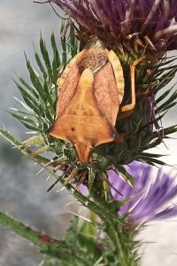 <i>Carpocoris fuscispinus</i>